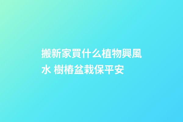 搬新家買什么植物興風水 樹樁盆栽保平安